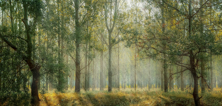hunting property