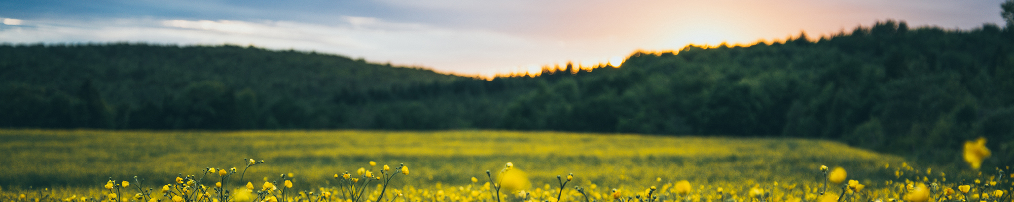Country field at sunset