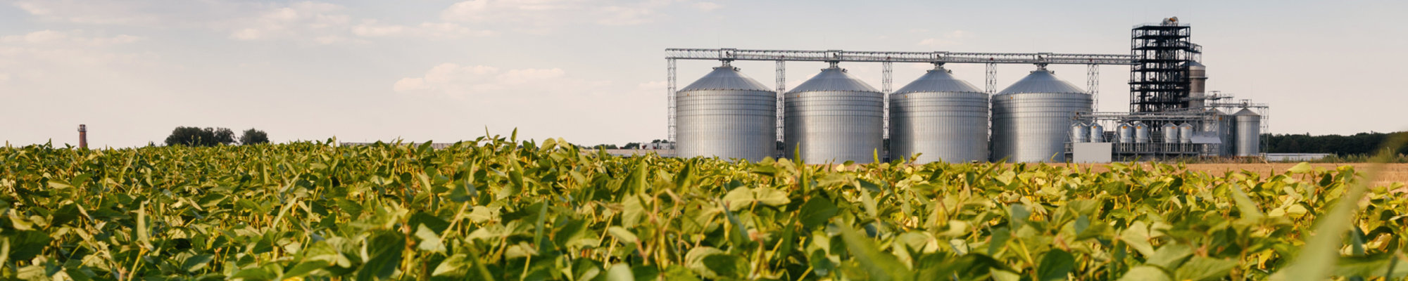 Field overlooking grain bins at commercial farm