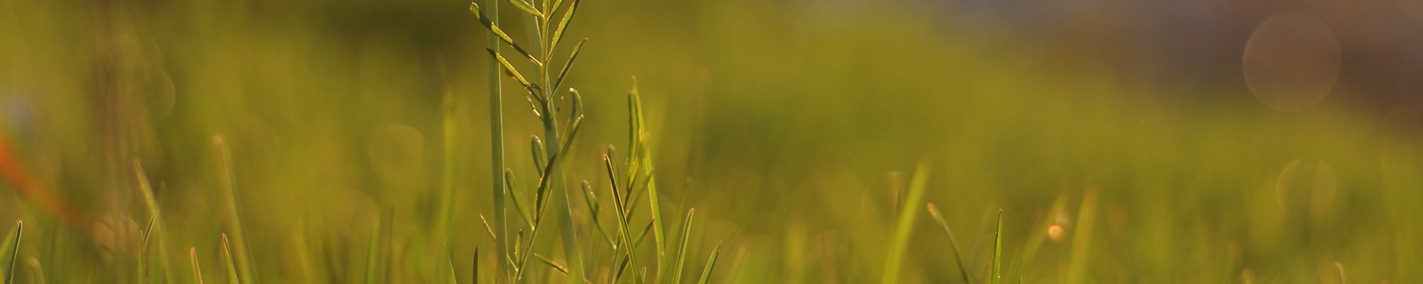 Close up of grass in a field
