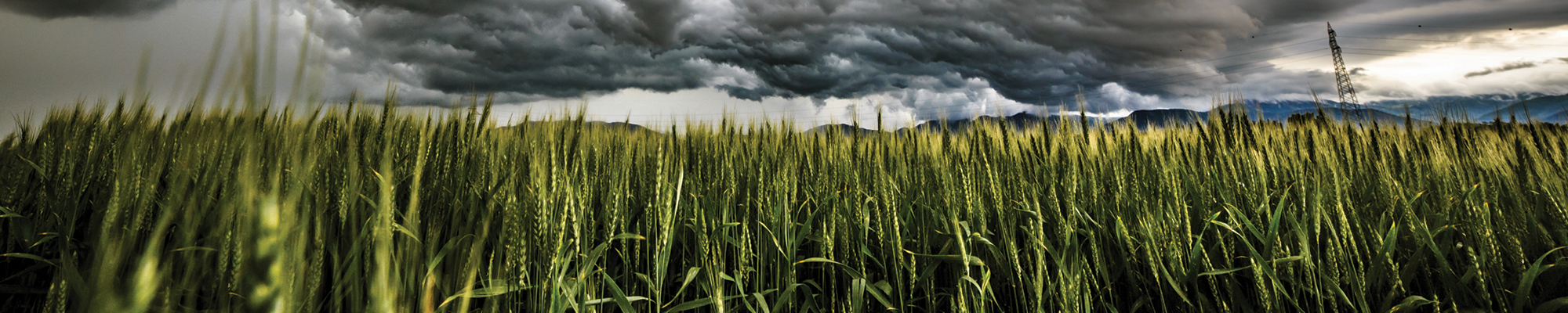 Storm rolling in over field of crops