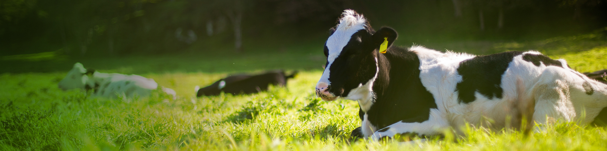 Cows laying in a sunny field