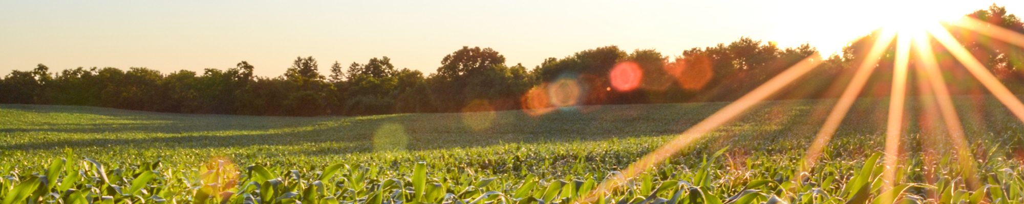 Sun shining over crop field