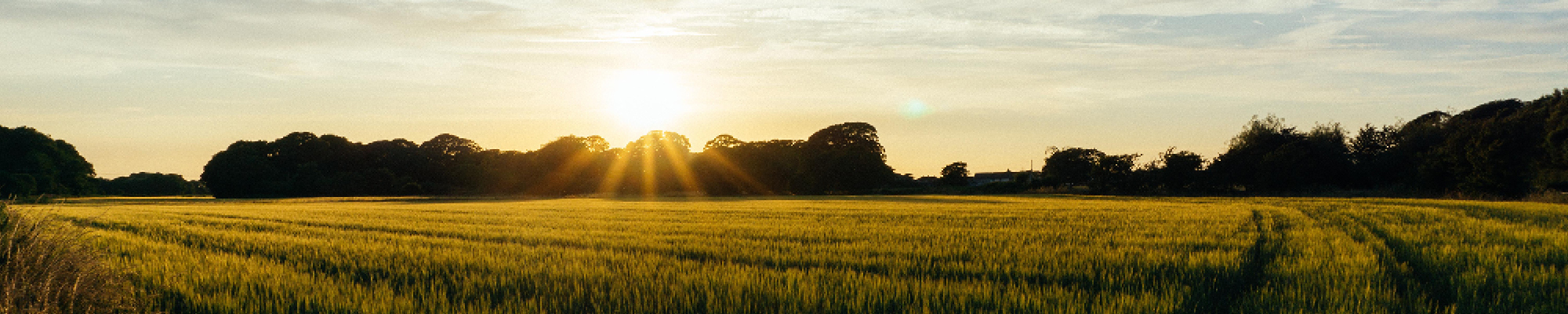 Sunset with large field and horizon of tree line