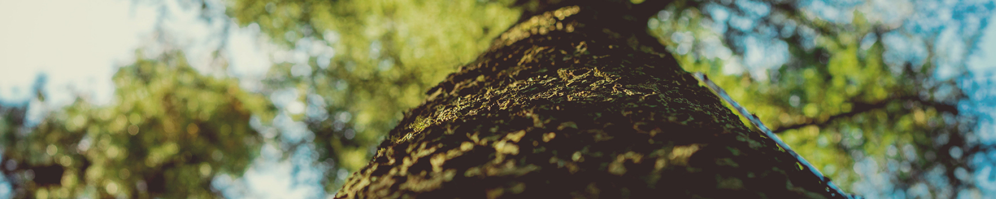 Looking up along the trunk of a tree
