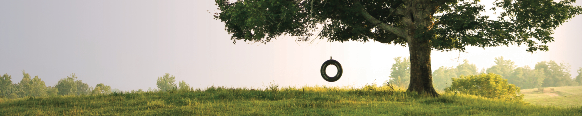 Empty tire swing in a large tree in a field