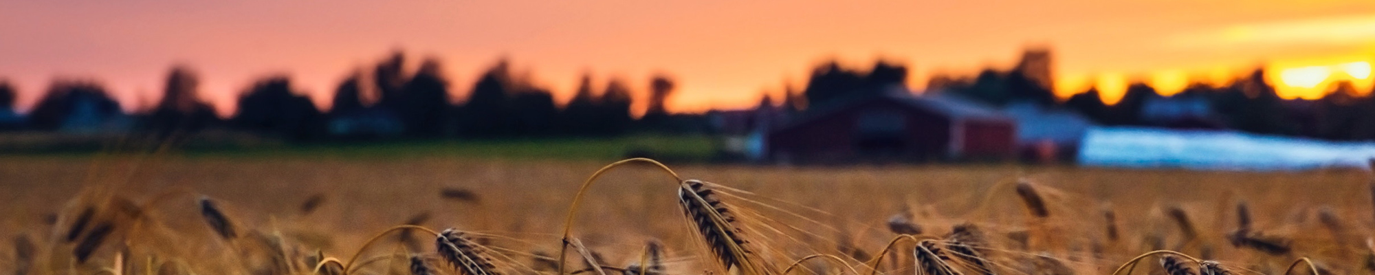 Wheat field in evening
