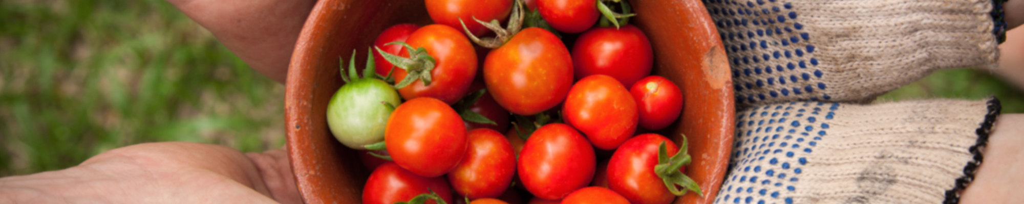 Bowl of fresh picked tomatoes
