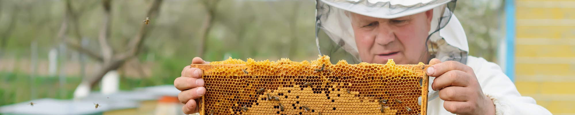 Part-time farmer with bees