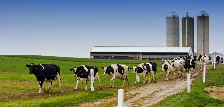 Dairy Farm