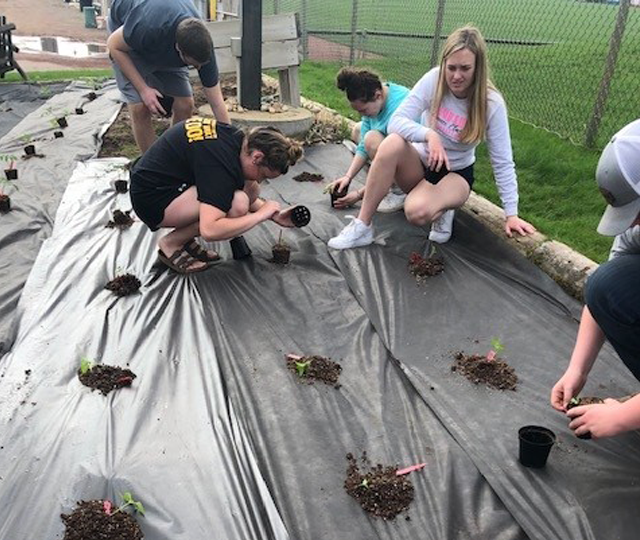 Planting Timber Rattlers Garden