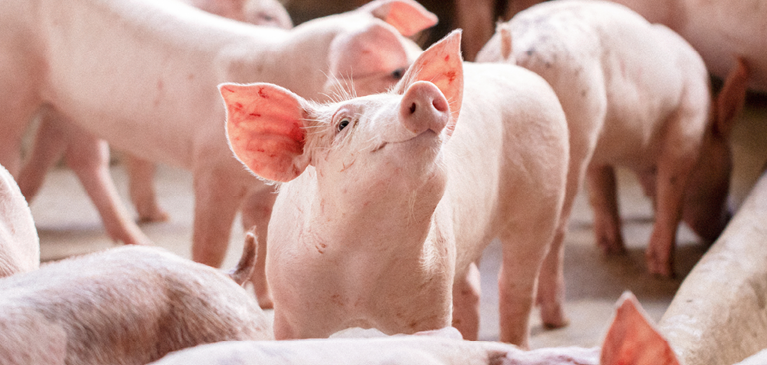 pork market outlook