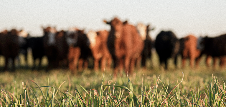 Cows in a pasture