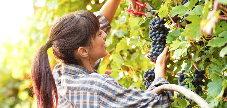 Grape growers expecting a promising harvest