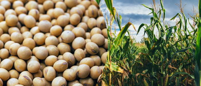 corn and soy beans