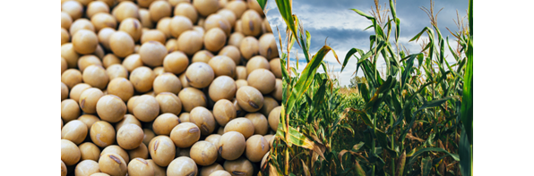 corn and soy beans