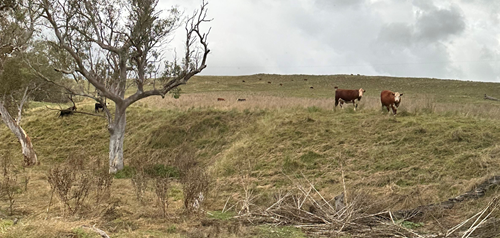 Cattle grazing a field