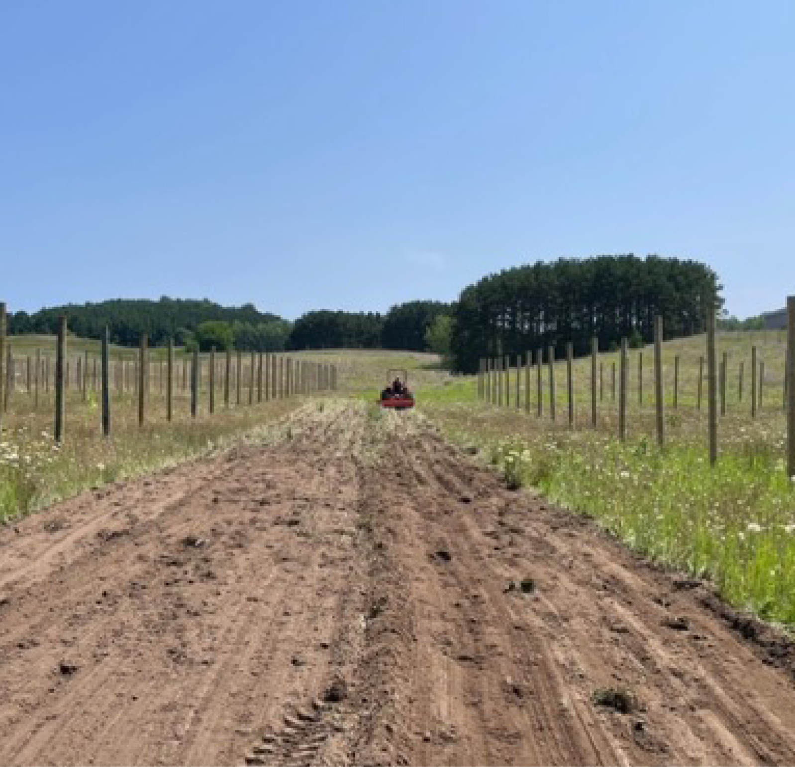 apple orchard getting ready to plant