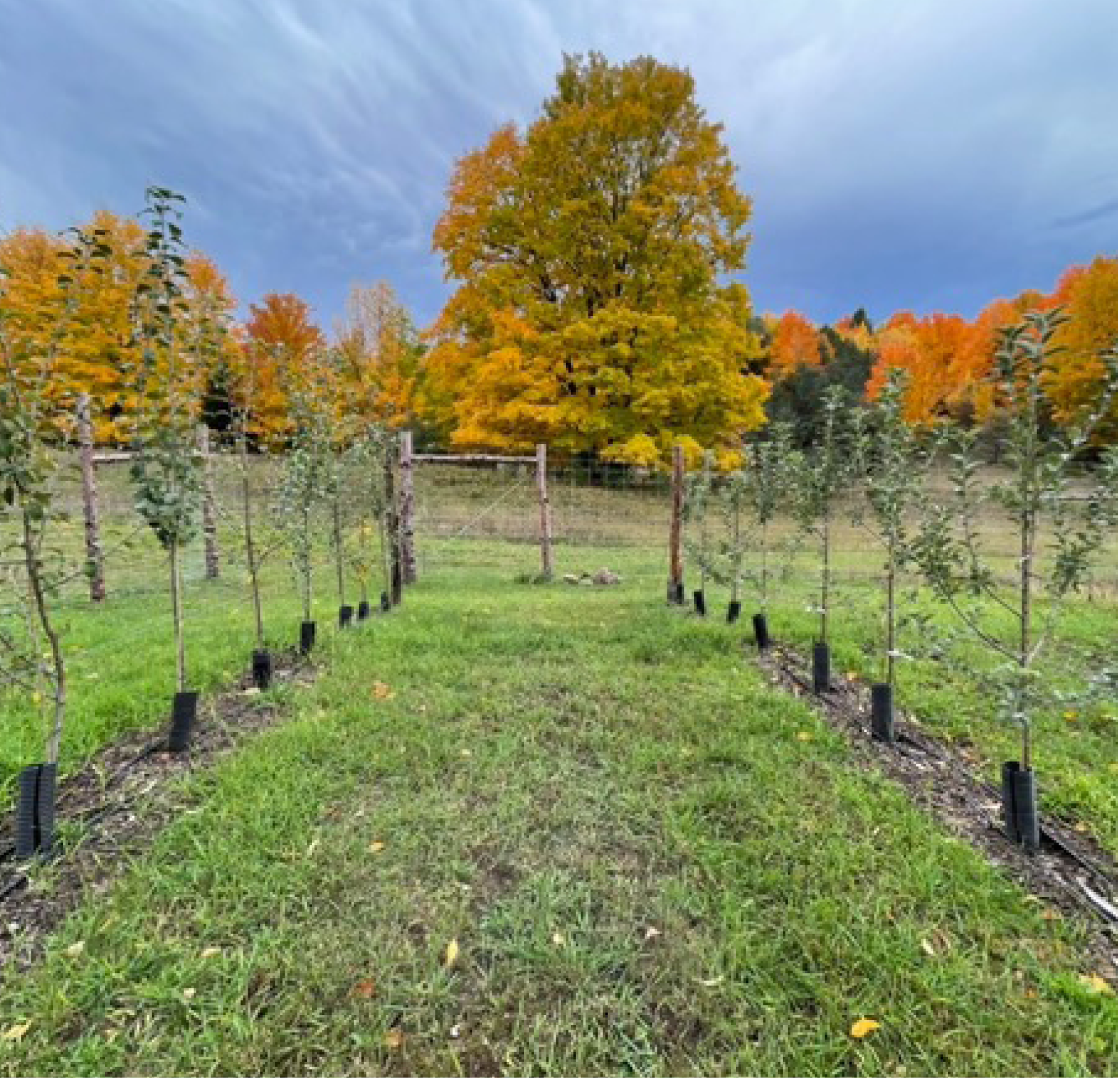 apple trees being planted