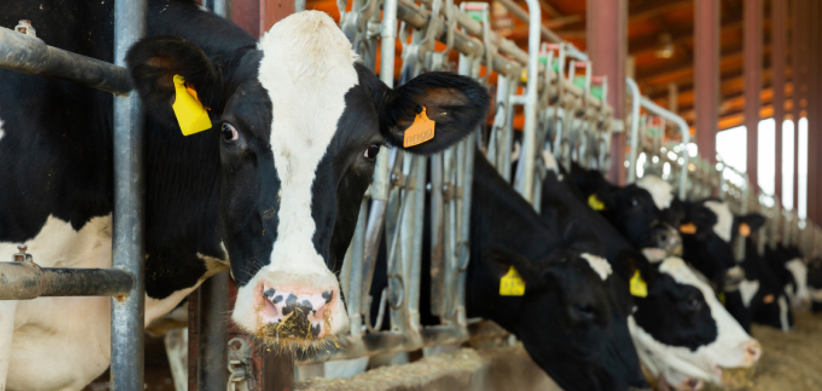 GreenStone provides the market update for dairy cows like these!