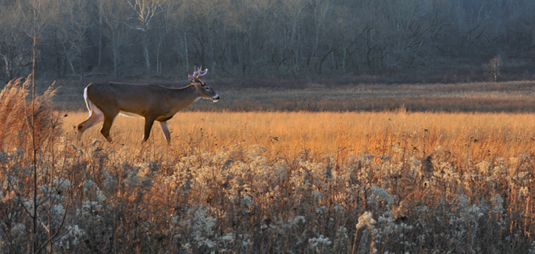 Fall is one of the best seasons to experience in Michigan