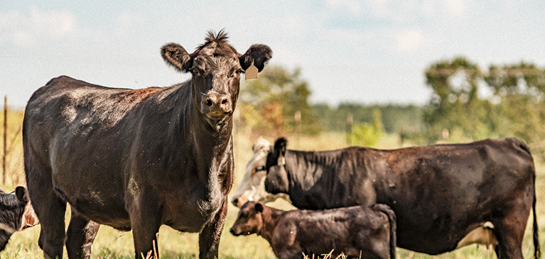 Beef Cattle Outlook