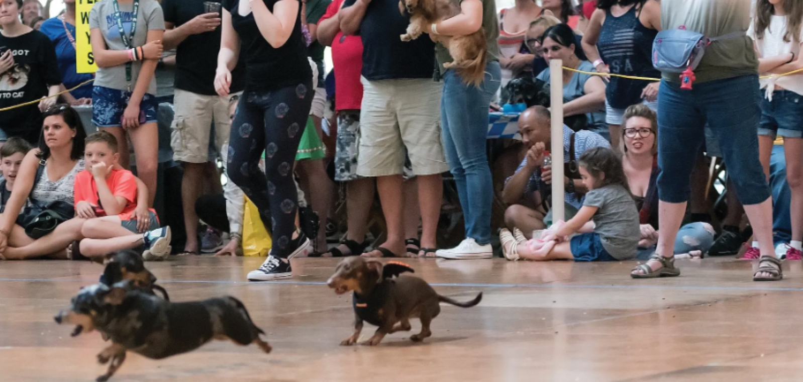Weiner dog racing
