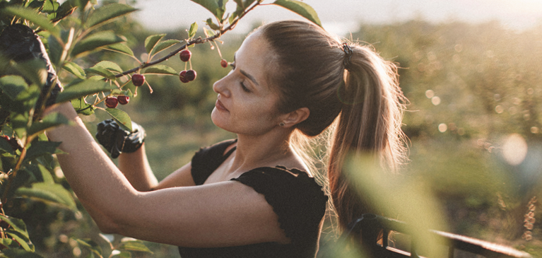A fruit producer picking cherries