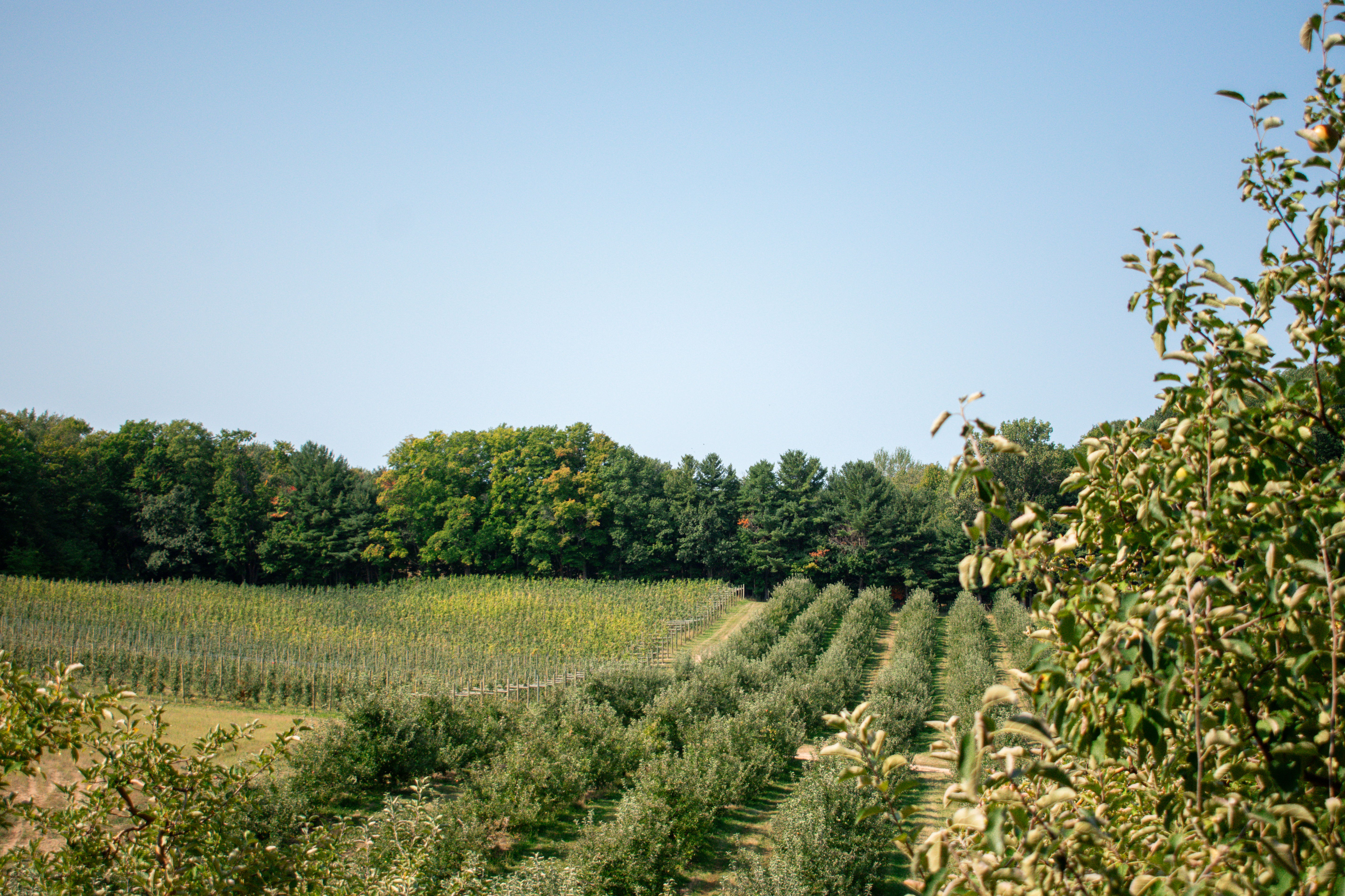 GreenStone's crop insurance protects acres of beautiful fruit trees