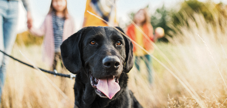 Black lab panting in a field