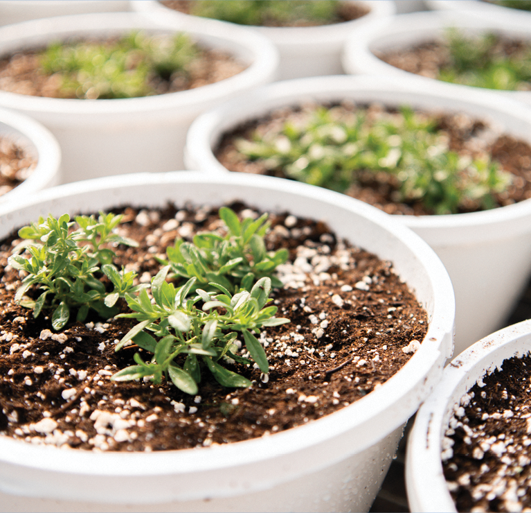 Greenhouse plants close up