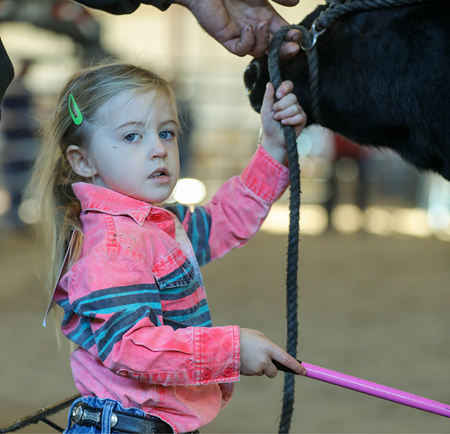 Little girl showing a steer