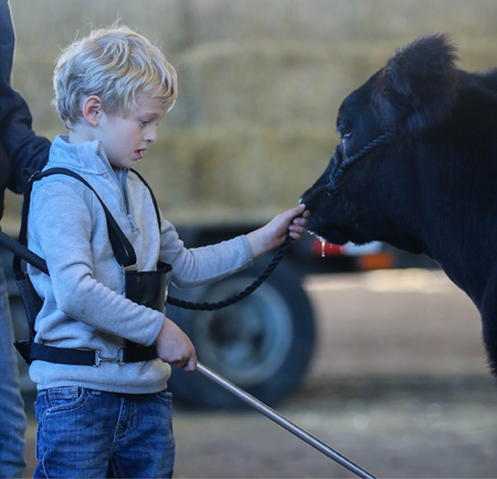 Little boy showing a steer