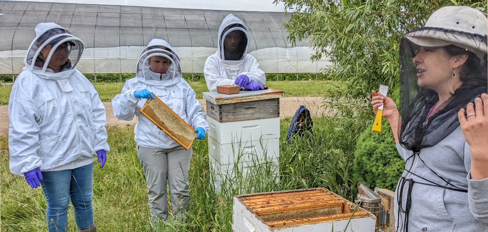 People harvesting honey out of a hive