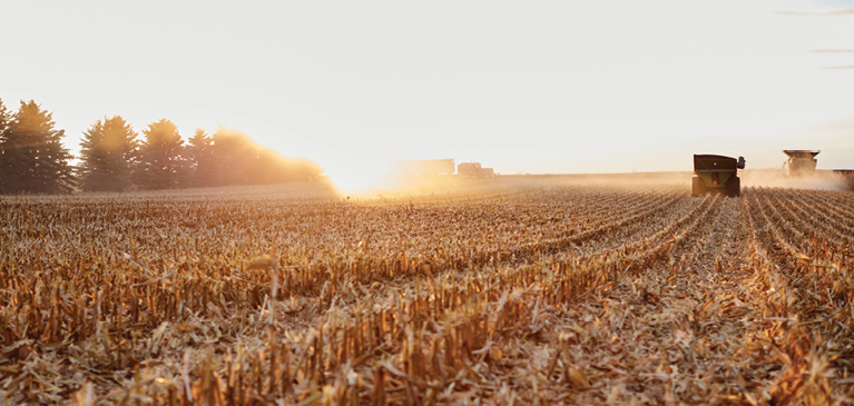 Wheat Field being harvested