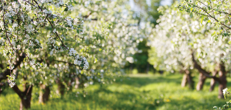 Spring trees blossoming