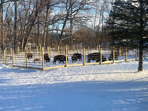 bison in snowy yard 