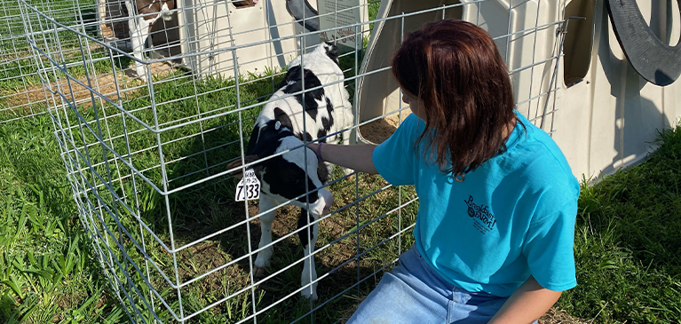 young girl petting a calf
