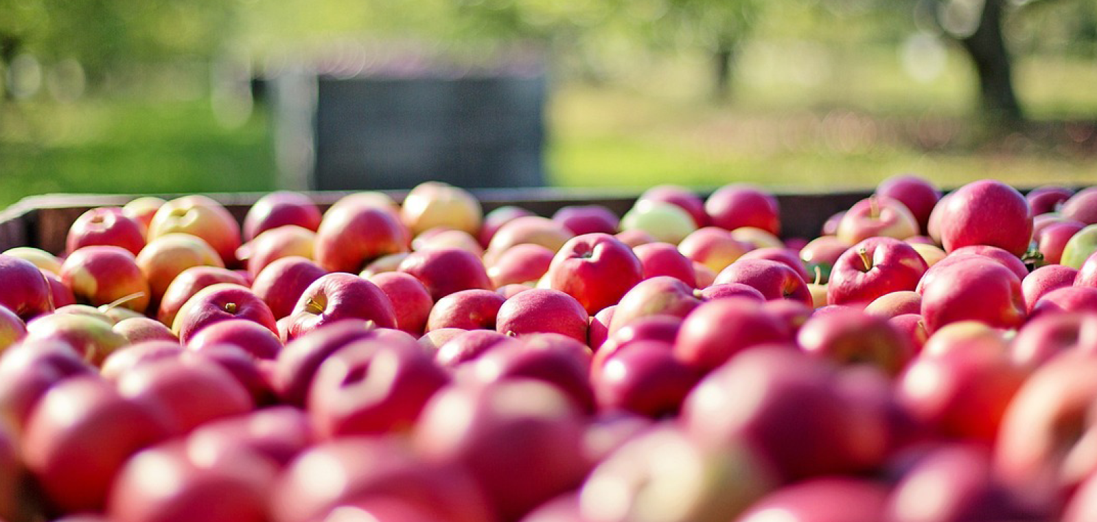 Barrell of apples