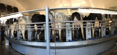 Cows standing in a milk parlor 