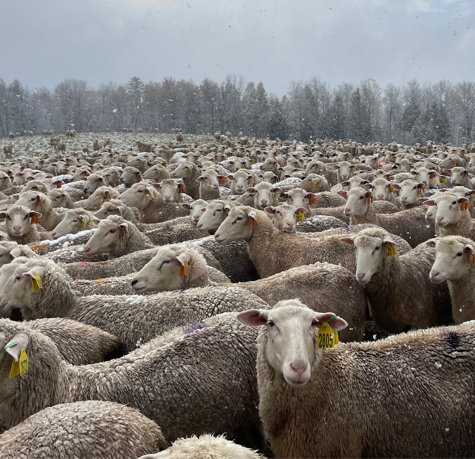 flock of sheep