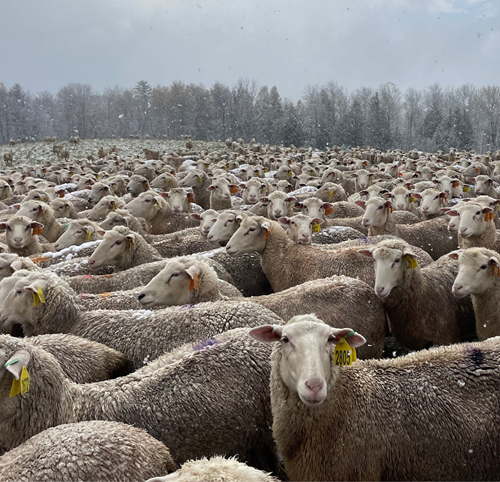 flock of sheep