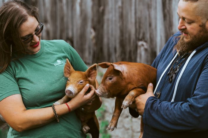 Pig farmers hold pigs