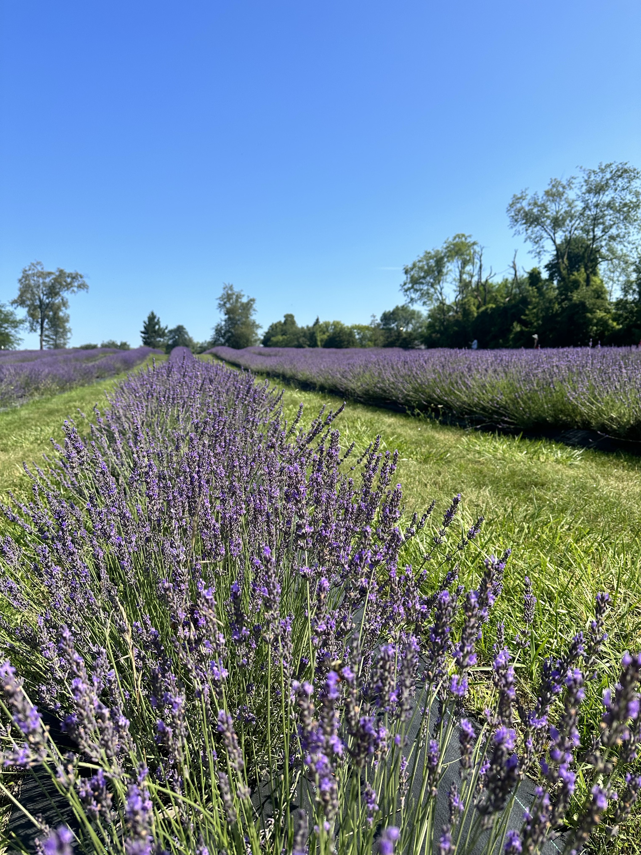 GreenStone supports a wide variety of farmers, like this lavender farm!