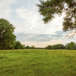 A grassy field with trees around the perimeter