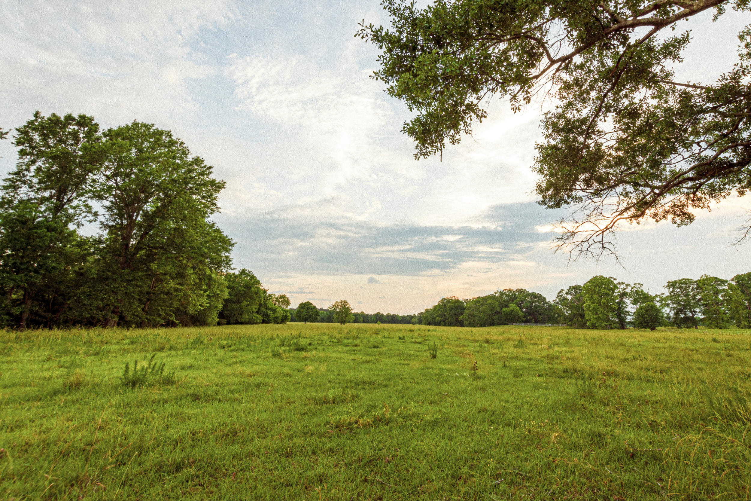 A grassy field with trees around the perimeter