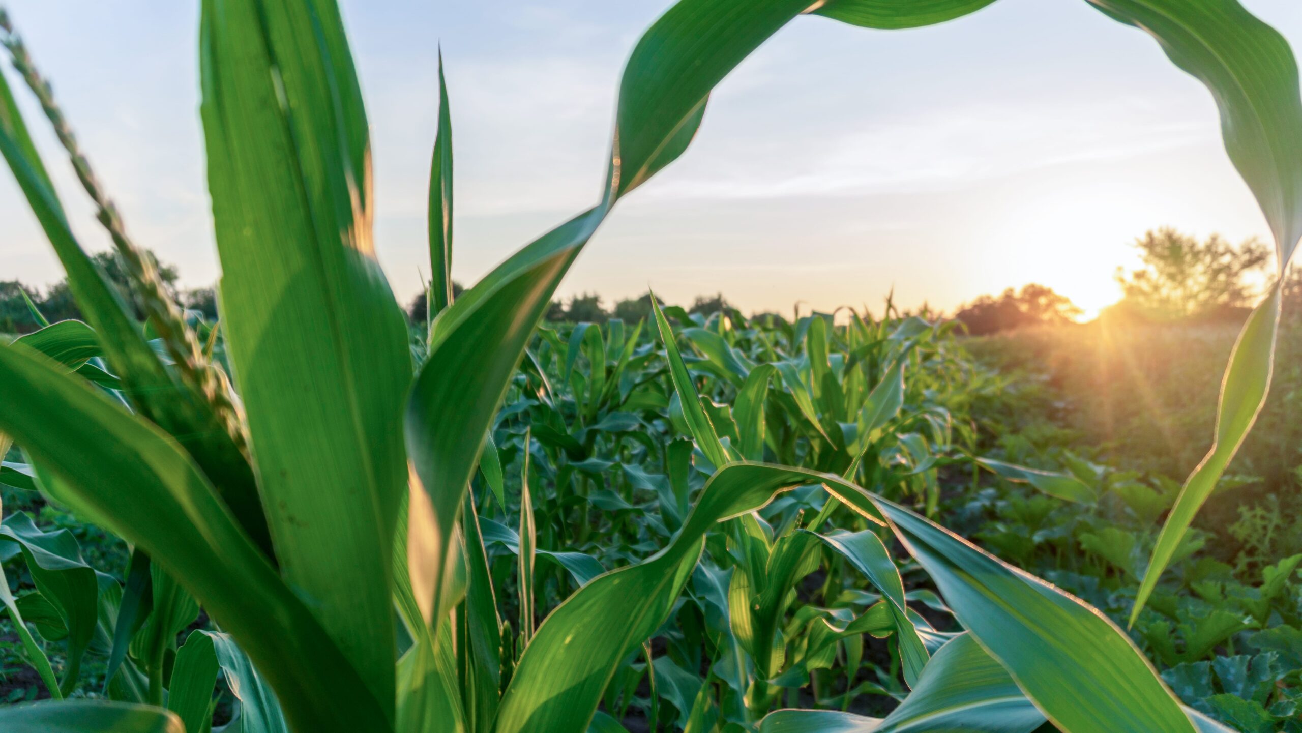 Long shot of a corn field at sunset