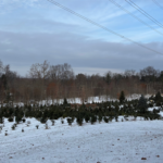 Christmas Tree Farm