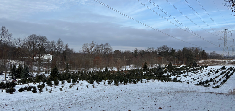 Christmas Tree Farm