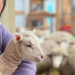 Dandan holding a lamb